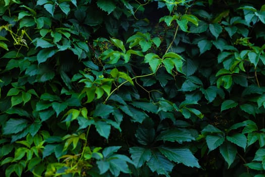 Abstract green leaf texture, nature dark green background.