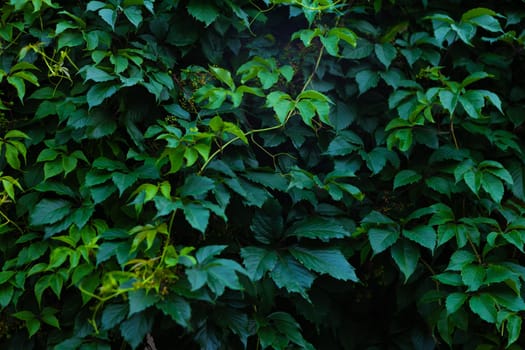 Abstract green leaf texture, nature dark green background.