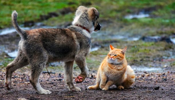 In a vibrant meadow radiating with lush greenery, a curious puppy approaches a playful ginger cat seated on the damp earth. The sun filters softly through the trees, creating a warm atmosphere as the two animals engage in a moment of exploration and understanding.