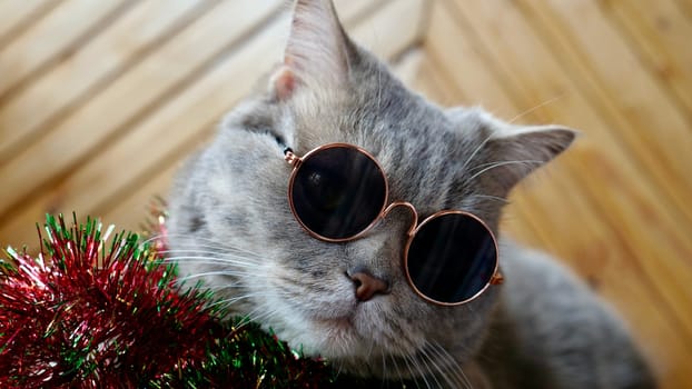 Scottish straight cat celebrates holiday eve Happy New Year 2025 and Merry Christmas. Pet in sunglasses is looking at the camera.