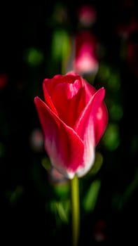 Beautiful tulip close-up. Vignette effect Amazing Beautiful Blooming Plant in Timelapse. Lovely Romantic and Natural Backdrop Wedding Decoration Alone Flower in Growing Process Closeup