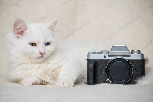 A cute little white cat joyfully holding a camera, ideal for pet lovers and photography enthusiasts alike