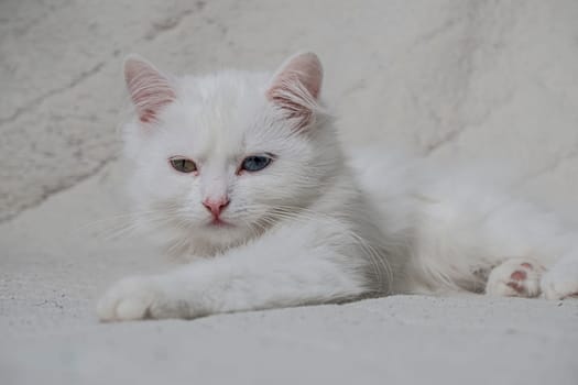 A cute little white cat joyfully holding a camera, ideal for pet lovers and photography enthusiasts alike