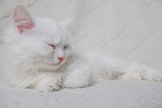 A cute little white cat joyfully holding a camera, ideal for pet lovers and photography enthusiasts alike