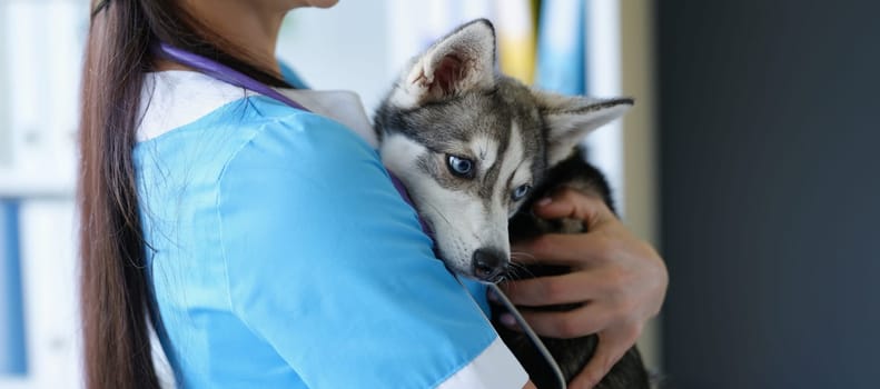 Cute husky puppy in the arms of a female doctor, close-up. Examination of a dog in a veterinary clinic, volunteer help