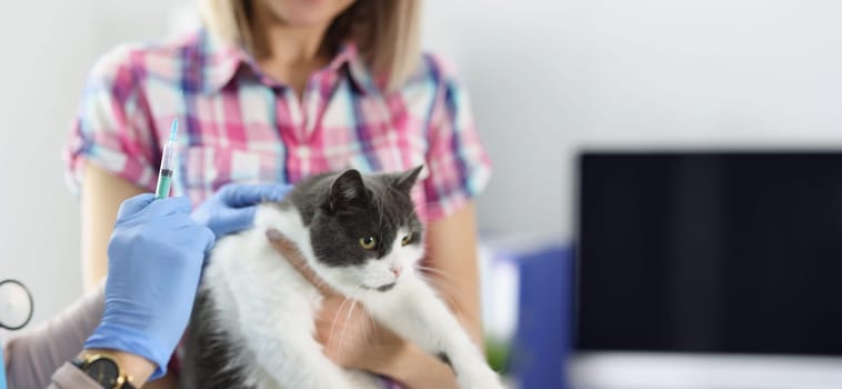 The veterinarian makes a vaccination of a cat with a syringe, close-up, blurry. Owner with pet in veterinary clinic