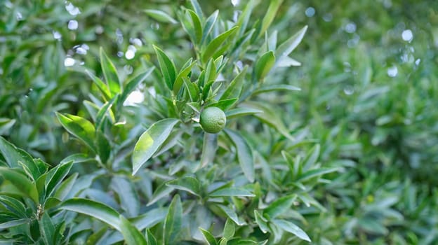 One lime fruit growing on a tree, green citrus foliage, close-up, blurry. Growing tropical fruits, sun glare