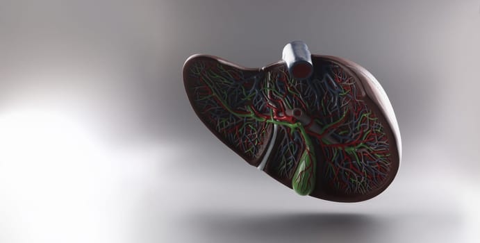 Plastic 3D model of the liver in a section on a gray background, close-up. Medical education. Human fatty liver disease
