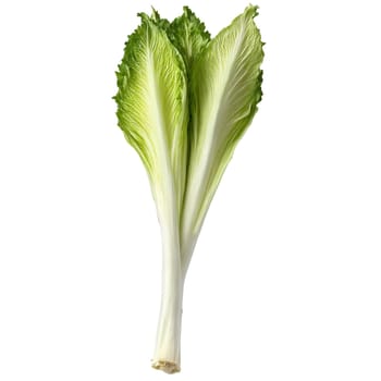 Endive with curly leaves and white stems in scattered composition Food and culinary concept. Food isolated on transparent background.