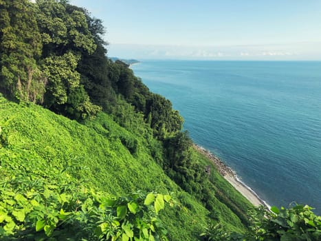 Landscape slope of forest with green plants, tress on the black sea coast. Natural background