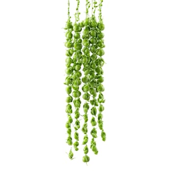 Peas with green pods and scattered peas suspended in midair Food and culinary concept. Food isolated on transparent background.