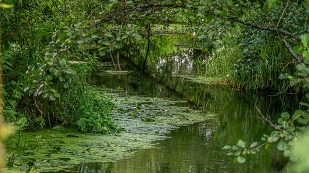 A tranquil waterway, surrounded by lush greenery and vibrant lily pads, embodies natures serenity and calmness