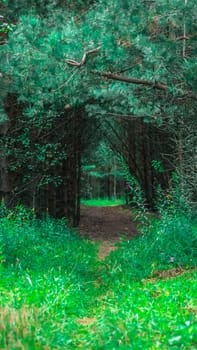 A serene and beautiful pathway meanders through a tranquil green forest, inviting exploration and inner peace