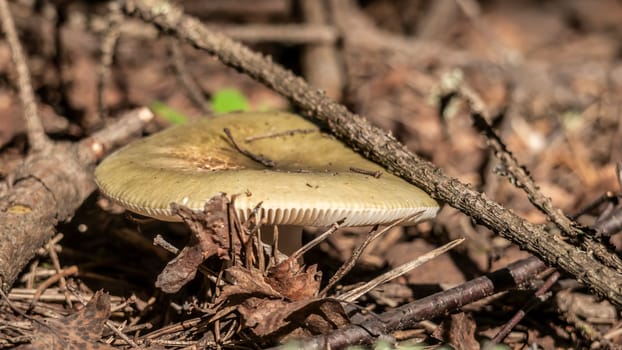 A detailed view showcasing a mushroom that is beautifully surrounded by lush grass and scattered pine needles