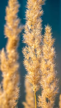 A stunning closeup image of the golden pampas grass swaying gently in the beautiful natural light of day