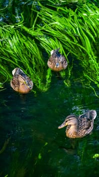 Three charming ducks gliding gracefully across the vibrant green water, surrounded by lush aquatic vegetation