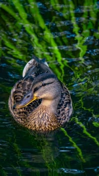 A duck glides smoothly and gracefully across the clear, shimmering water, showcasing the true beauty of nature itself