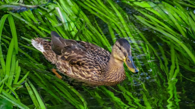 A duck glides smoothly and gracefully across the clear, shimmering water, showcasing the true beauty of nature itself