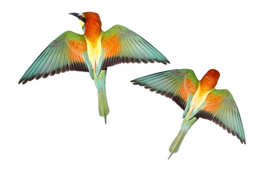 colorful, birds of paradise flying isolated on white, wildlife