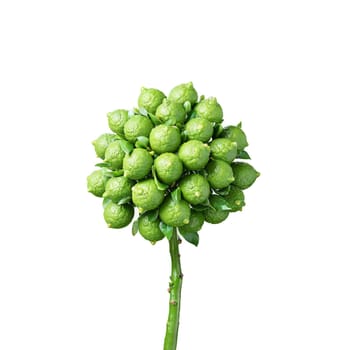 Kaffir Lime Tree glossy double lobed leaves and small green fruits Citrus hystrix Final image. Plants isolated on transparent background.