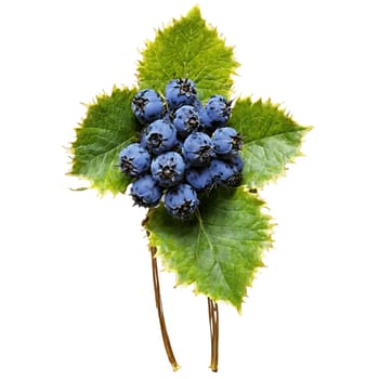 Oregon grape with deep blue berries and spiky leaves in scattered pattern Food and culinary. Food isolated on transparent background.