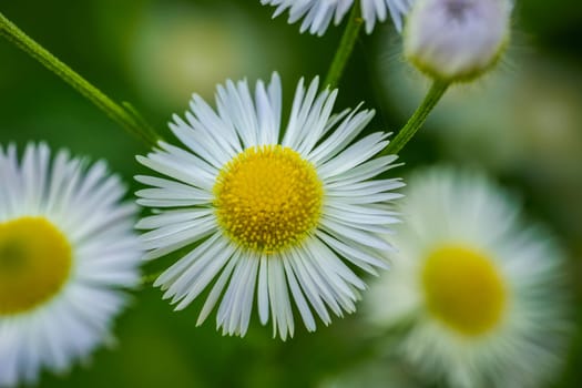 A beautiful and detailed closeup of white daisies blooming vibrantly in a lush green natural setting