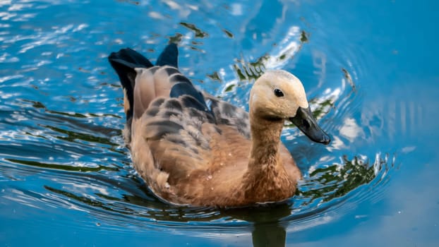 A duck glides smoothly and gracefully across the clear, shimmering water, showcasing the true beauty of nature itself