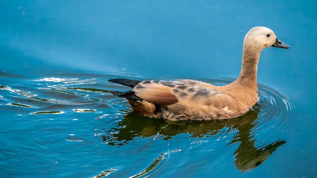 A duck glides smoothly and gracefully across the clear, shimmering water, showcasing the true beauty of nature itself