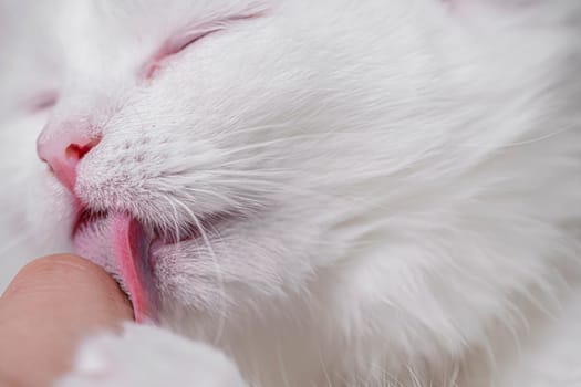 A closeup of a fluffy white cat playfully licking a persons finger, highlighting its soft fur and affectionate nature