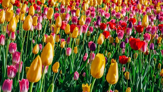 Field of colorful bright blooming tulips, large group of multi colored flowers nature still vivid background, moving in the wind. Natural floral pattern, beautiful tulip field in the sun, summer time