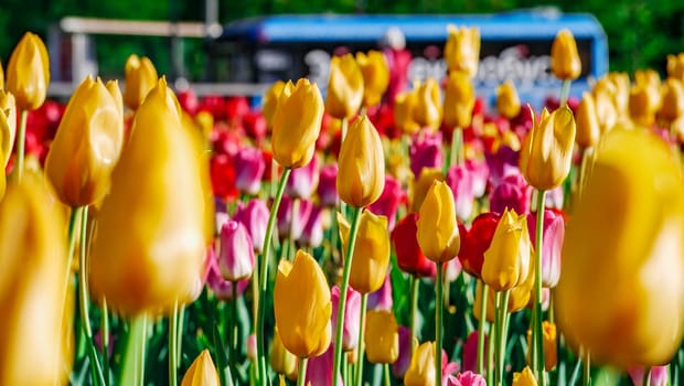 Field of colorful bright blooming tulips, large group of multi colored flowers nature still vivid background, moving in the wind. Natural floral pattern, beautiful tulip field in the sun, summer time