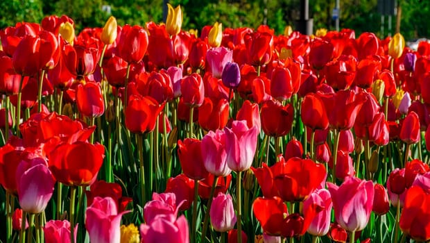 Field of colorful bright blooming tulips, large group of multi colored flowers nature still vivid background, moving in the wind. Natural floral pattern, beautiful tulip field in the sun, summer time