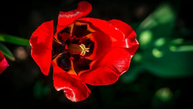 Beautiful tulip close-up. Vignette effect Amazing Beautiful Blooming Plant in Timelapse. Lovely Romantic and Natural Backdrop Wedding Decoration Alone Flower in Growing Process Closeup