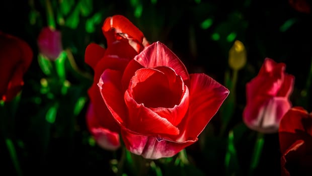 Beautiful tulip close-up. Vignette effect Amazing Beautiful Blooming Plant in Timelapse. Lovely Romantic and Natural Backdrop Wedding Decoration Alone Flower in Growing Process Closeup