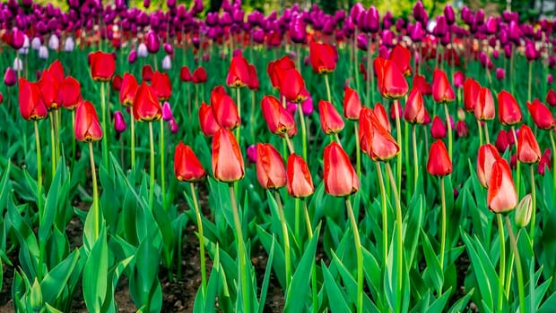 Field of colorful bright blooming tulips, large group of multi colored flowers nature still vivid background, moving in the wind. Natural floral pattern, beautiful tulip field in the sun, summer time