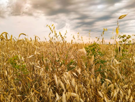 Golden wheat sways gently in the breeze beneath a sky filled with dark clouds as the sun sets over the countryside.
