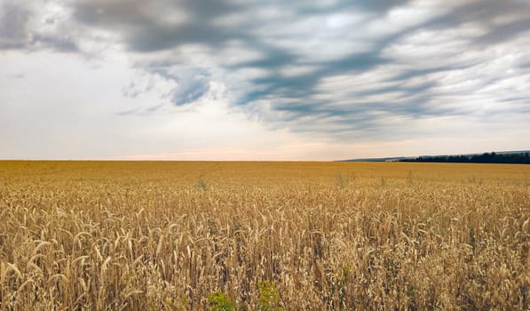 A vast expanse of ripening wheat stretches across the landscape as the evening sky fills with clouds.