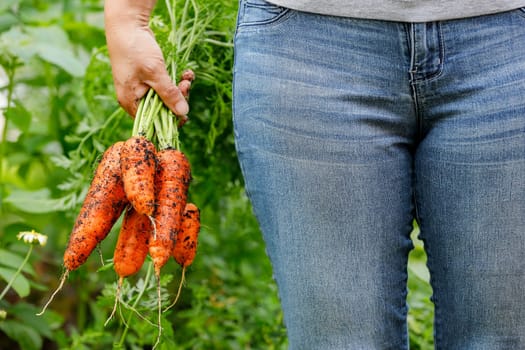 A close up photo of holding freshly harvested carrots still covered with dirt.