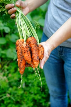 Holding out a bunch of freshly harvested carrots that still have the dirt on them.