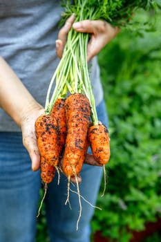 Holding out a bunch of freshly harvested carrots that still have the dirt on them.