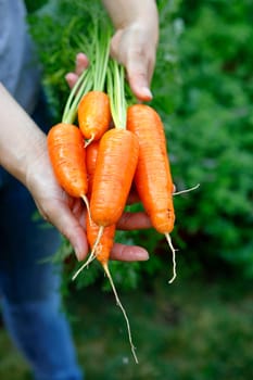 Holding out a bunch of freshly harvested and cleaned up carrots.