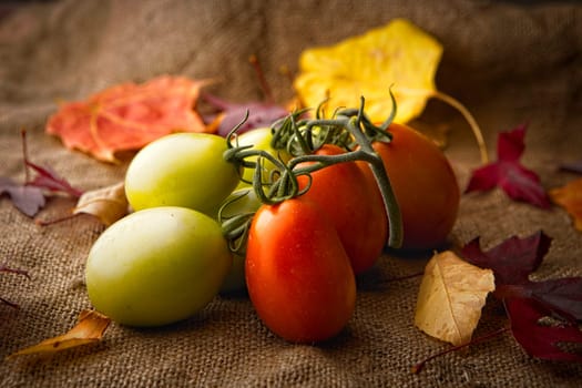 A studio photo of ripening roma tomatoes and autumn leaves.