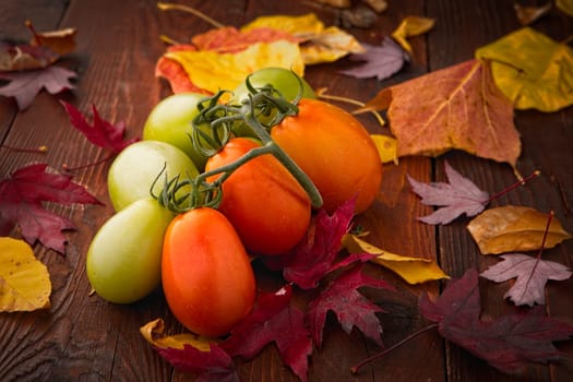 A studio photo of ripening roma tomatoes and autumn leaves.