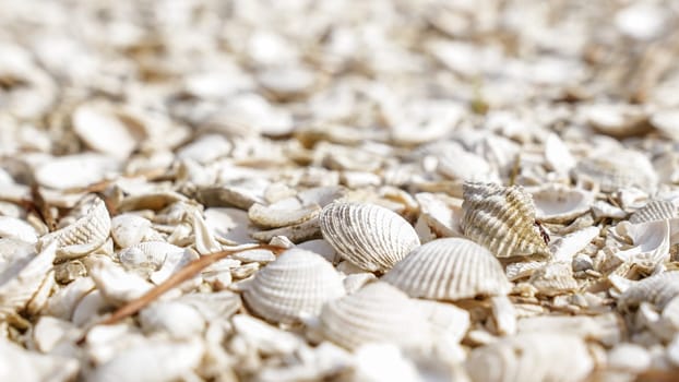 A mesmerizing close-up view of various seashells in shades of white and gray scattered on a sandy beach, showcasing a diverse range of sizes and shapes in a beautiful natural pattern.