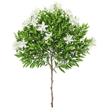 Curry Leaf Tree pinnate aromatic leaves and small white flowers Murraya koenigii Final image should. Plants isolated on transparent background.
