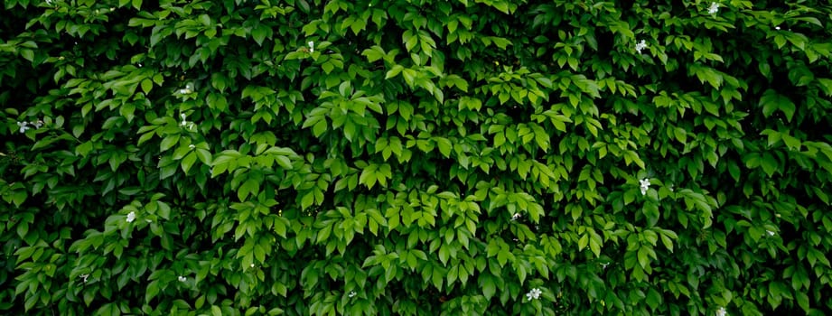 Small green leaves in hedge wall texture background. Closeup green hedge plant in garden. Eco evergreen hedge wall. Natural backdrop. Beauty in nature. Green leaves with natural pattern wallpaper.