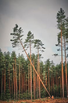 A tall pine tree, uprooted by a powerful wind, leans against other trees in a forest. Despite the impact, the tree stands as a symbol of resilience and the interconnectedness of nature.