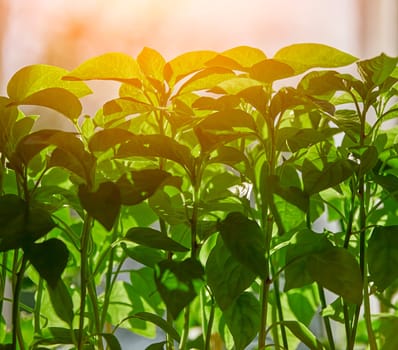 A close-up photograph of a vibrant cluster of green leaves basking in the warm glow of sunlight. The leaves are illuminated from behind, creating a soft, ethereal effect.