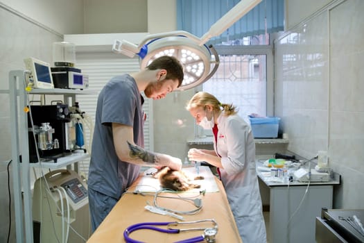 Veterinarians prepare the dog for surgery. Operating room with medical equipment in a veterinary clinic. Table for surgical operations in the hospital.