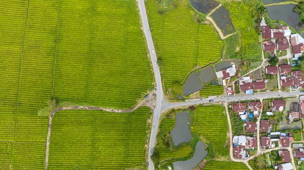 Aerial view of landscape with Kayu Aro tea estate. Tea plantations. Sumatra, Indonesia.